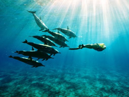 woman swims with dolphins on a hawaii adventure retreat