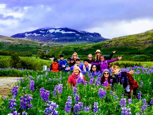 women travel group in flower field with lupins in Iceland on adventure retreat